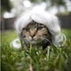 Image for article titled Glamorous Cat Wigs